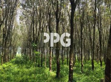 Phuket, ,ที่ดิน,ขาย,2339 Phuket, ,ที่ดิน,ขาย,2339